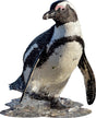 Madd Capp Puzzle Jr. - I Am Lil Penguin